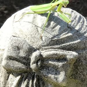 Meet your Posher, Elena